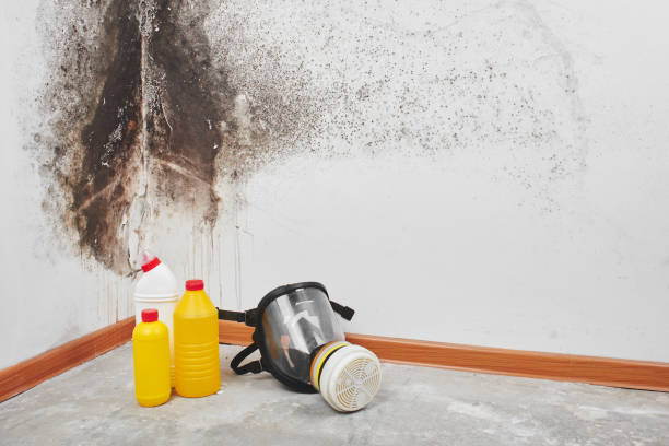 Home Mold Removal in Portsmouth, OH