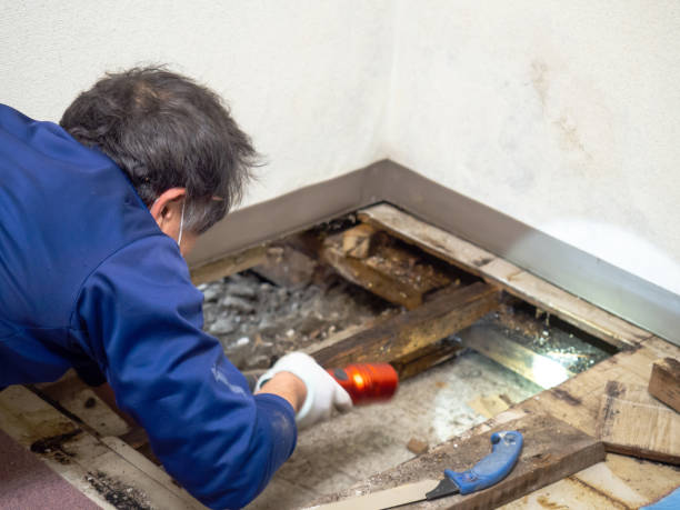 Attic Mold Removal in Portsmouth, OH