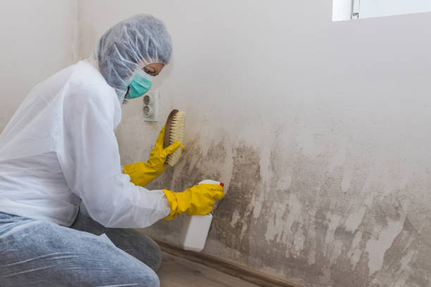 Best Black Mold Removal  in Portsmouth, OH