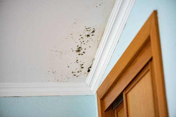 Best Home Mold Removal  in Portsmouth, OH