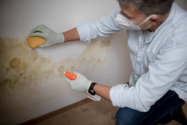 Trusted Portsmouth, OH Mold Removal Experts