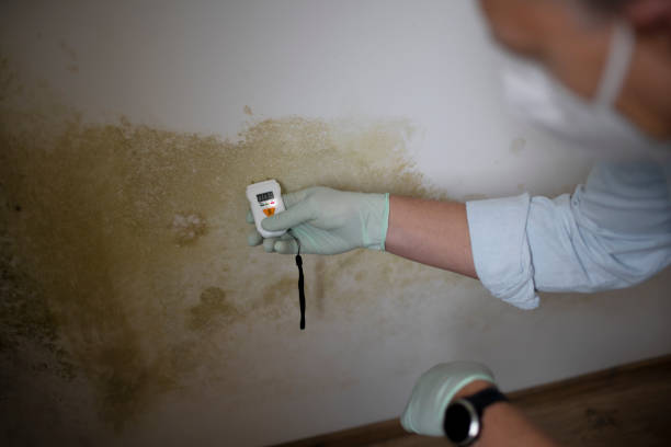 Best Certified Mold Removal  in Portsmouth, OH