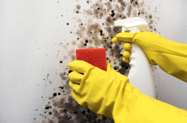 Best Mold Removal Process  in Portsmouth, OH