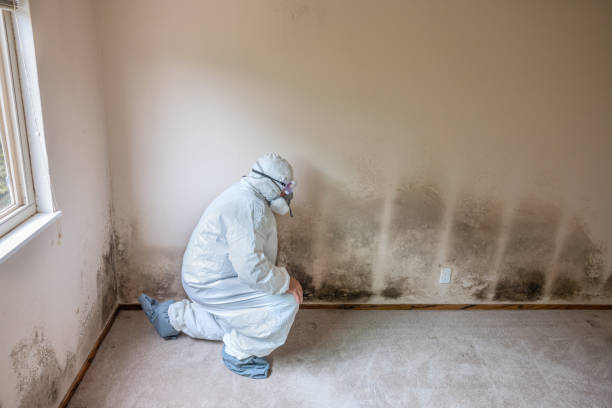 Best Fast Mold Removal  in Portsmouth, OH