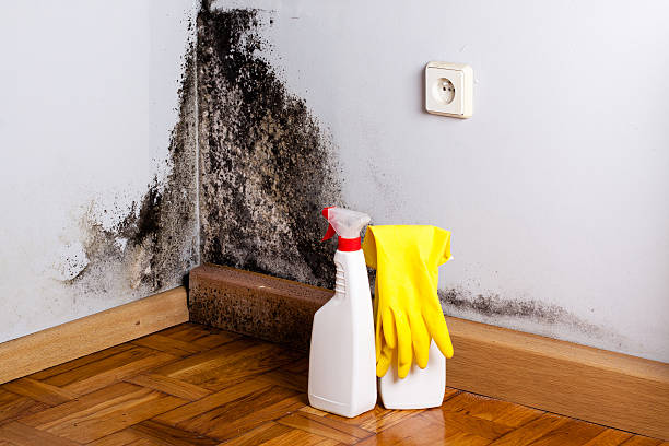 Best Mold Damage Repair  in Portsmouth, OH