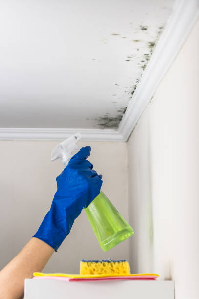 Best Commercial Mold Removal  in Portsmouth, OH